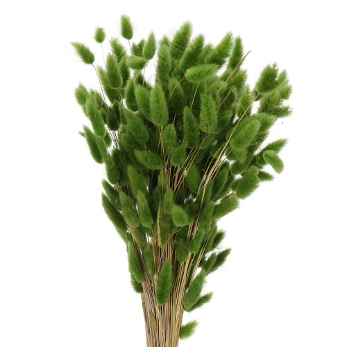 Floristik24 Gedroogd hazenstaartgras (Lagurus) 65-70 cm 100 g