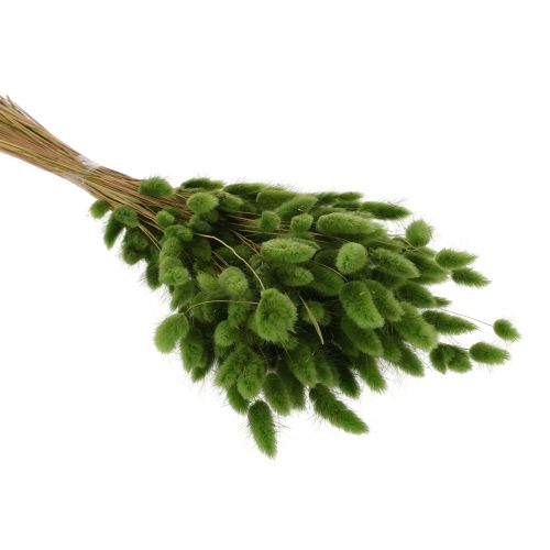 Artikel Gedroogd hazenstaartgras (Lagurus) 65-70 cm 100 g