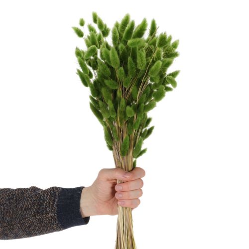 Artikel Gedroogd hazenstaartgras (Lagurus) 65-70 cm 100 g