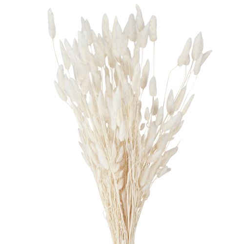 Artikel Gedroogde bloemen Lagurus Natural – Fluffy Rabbit Tail Grass in crème-wit 55-70cm 100g