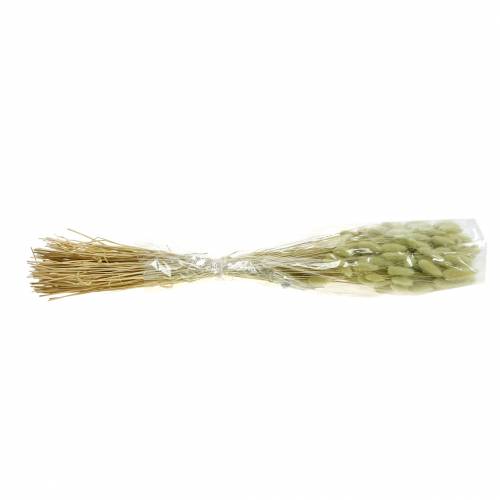 Floristik24 Velvet Grass Lagurus Lichtgroen 100g Droge Grassen