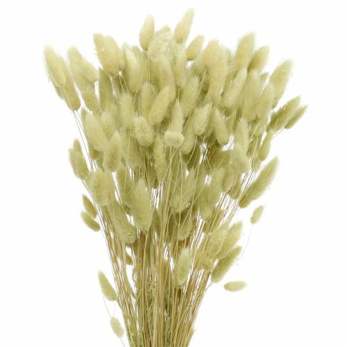 Velvet Grass Lagurus Lichtgroen 100g Droge Grassen