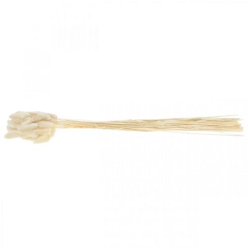 Floristik24 Lagurus gedroogd hazenstaartgras gebleekt 40-50cm 50 st