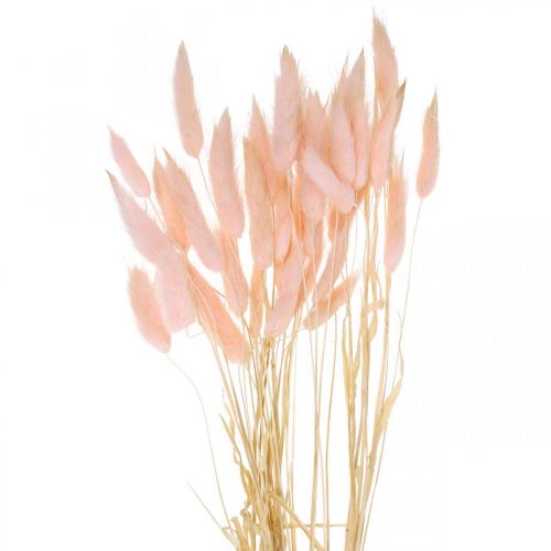 Floristik24 Decoratief gras roze, Lagurus, natuurlijke decoratie, droogbloemisterij L45–50cm 30 stuks