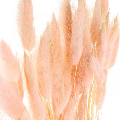 Floristik24 Decoratief gras roze, Lagurus, natuurlijke decoratie, droogbloemisterij L45–50cm 30 stuks