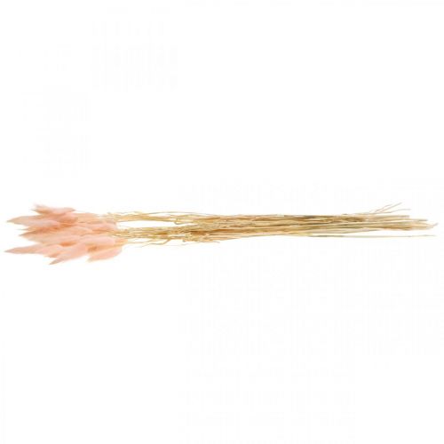 Floristik24 Decoratief gras roze, Lagurus, natuurlijke decoratie, droogbloemisterij L45–50cm 30 stuks