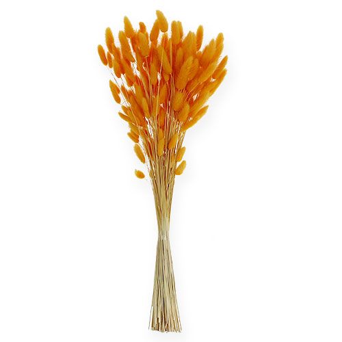 Floristik24 Decoratief Gras Oranje Lagurus 100gr