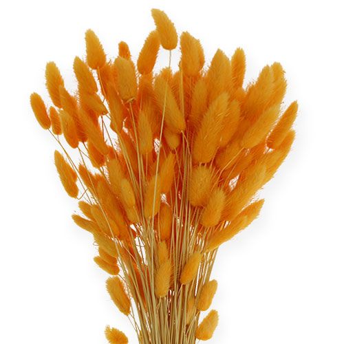 Floristik24 Decoratief Gras Oranje Lagurus 100gr