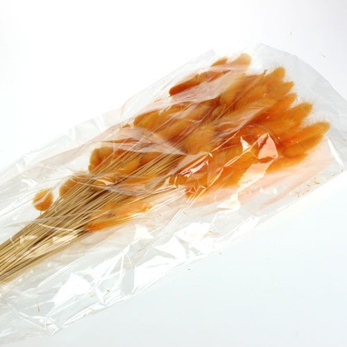 Floristik24 Decoratief Gras Oranje Lagurus 100gr