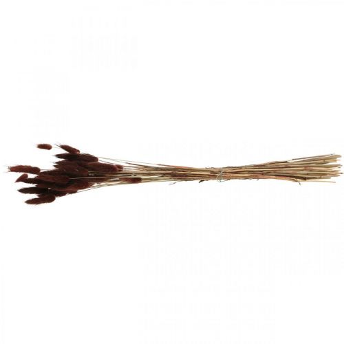 Artikel Droge bloemisterij, siergras, Lagurus Bruin L35–50cm 25g