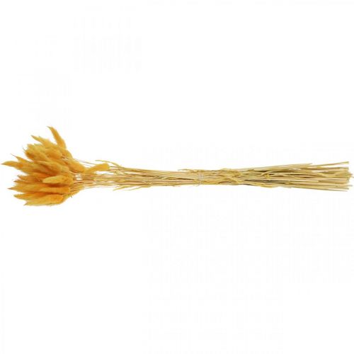 Artikel Lagurus Yellow Velvet Grass Konijnenstaartgras L40–55cm 25g