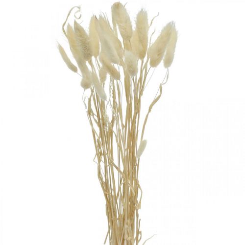 Lagurus gedroogde decoratie, fluwelen gras, konijnenstaartgras, droge decoratie gebleekt L20–60cm 30p