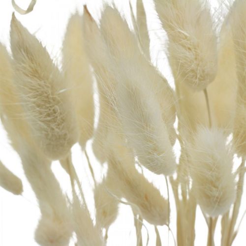 Lagurus gedroogde decoratie, fluwelen gras, konijnenstaartgras, droge decoratie gebleekt L20–60cm 30p