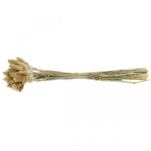 Artikel Lagurus ovatus, Pennisetum Grass, Velvet Grass Natuurlijk Lichtbruin L40–50cm 30g