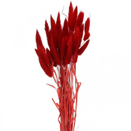Artikel Decoratief gras rood, lagurus, fluwelen gras, droge bloemisterij L30–50cm 20g