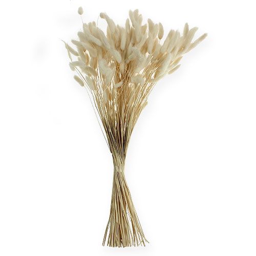 Floristik24 Decoratief graswit Lagurus 100g