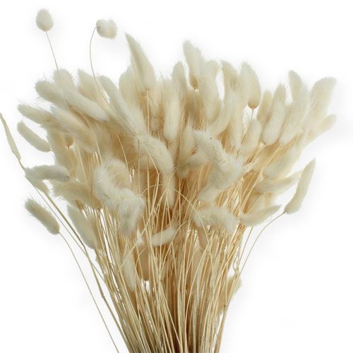 Floristik24 Decoratief graswit Lagurus 100g