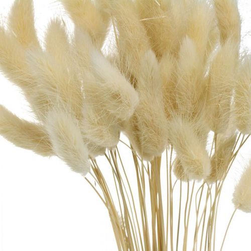 Floristik24 Decoratief gras, gebleekt zoet gras, Lagurus ovatus, fluwelen gras L40–55cm 25g