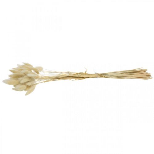 Floristik24 Decoratief gras, gebleekt zoet gras, Lagurus ovatus, fluwelen gras L40–55cm 25g