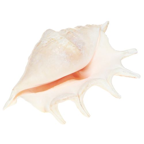 Artikel Lambis Zeeslak Natuurlijke Decoratie 14cm 10 stuks
