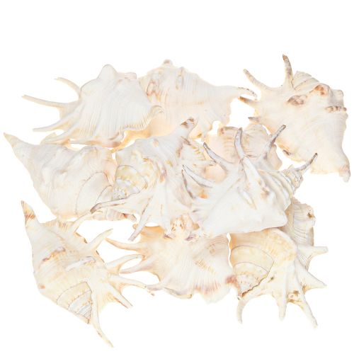 Artikel Lambis Zeeslak Natuurlijke Decoratie 14cm 10 stuks