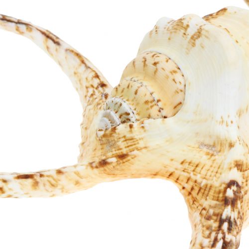 Floristik24 Lambis zeeslak naturel 22cm