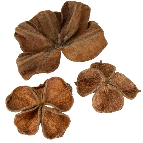 Floristik24 Landlotus Nature 50 stuks