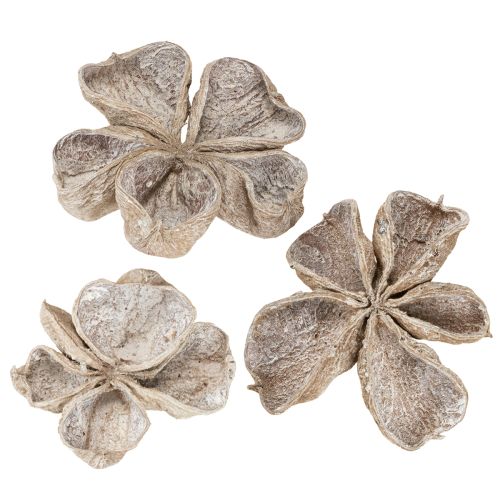 Floristik24 Landlotus Wit Gewassen 6-12cm 50 stuks