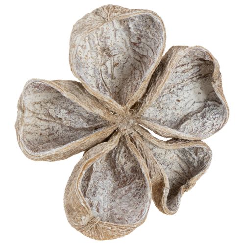Artikel Landlotus Wit Gewassen 6-12cm 50 stuks