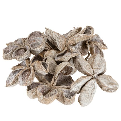 Artikel Landlotus Wit Gewassen 6-12cm 50 stuks