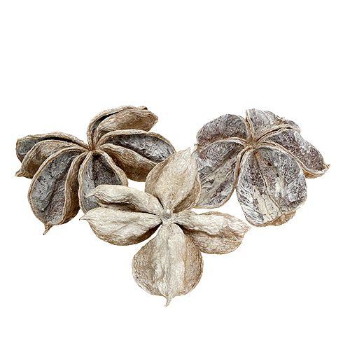 Floristik24 Landlotus wit gewassen 6-12cm 50 st