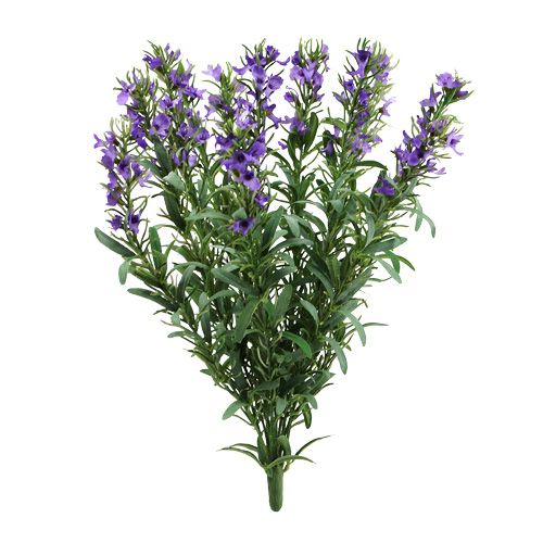 Floristik24 Lavendelstruik 35cm