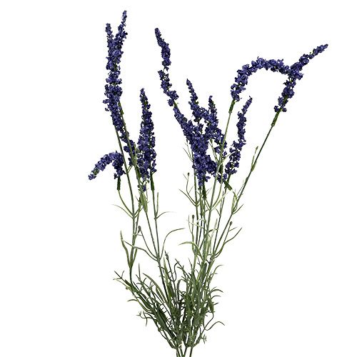 Floristik24 Lavendelstruik 55cm blauw