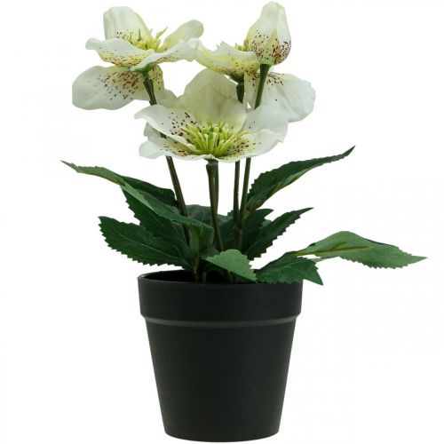 Floristik24 Lenteroos Helleborus kerstroos pot kunstbloemen H25cm wit