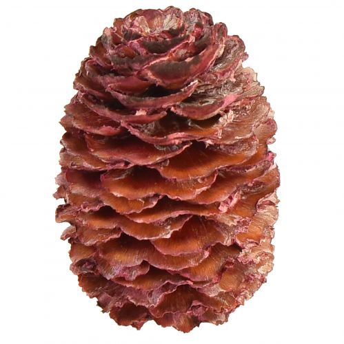 Leucadendron Sabulosum kegels in rood mat 500g