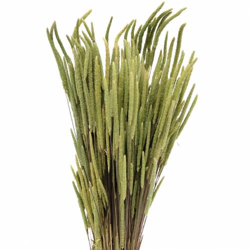 Floristik24 Timoteegras natuur 50-60cm 100g
