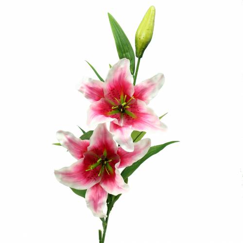 Floristik24 Oosterse lelie "Stargazer" wit, roze 86cm