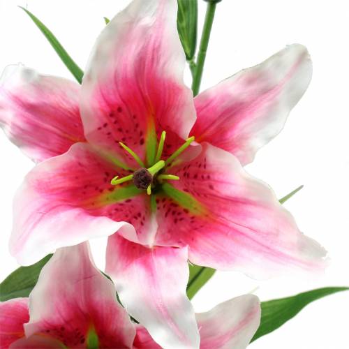 Floristik24 Oosterse lelie "Stargazer" wit, roze 86cm
