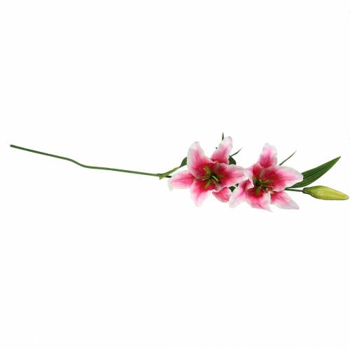 Floristik24 Oosterse lelie "Stargazer" wit, roze 86cm