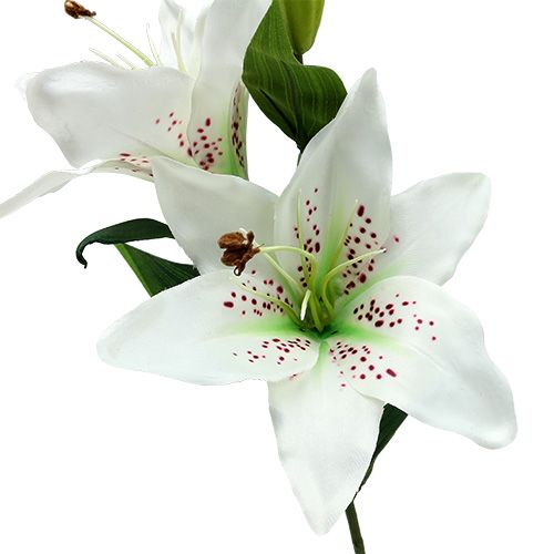 Floristik24 Lelie Wit 66cm