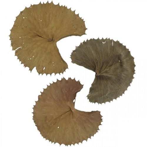 Artikel Lotusbladeren gedroogd natuurlijke droge decoratie waterlelieblad 50 stuks