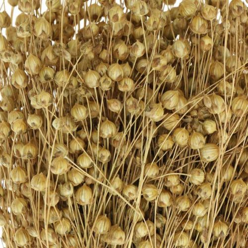 Floristik24 Natuurlijk vlas, grassen voor droge bloemisterij, Linum natuurproduct 160g