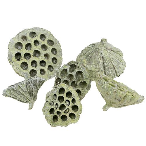 Floristik24 Lotusfles mix groen gewassen Ø6cm - 10cm 50 st