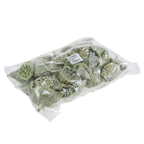 Artikel Lotusfles mix groen gewassen Ø6cm - 10cm 50 st