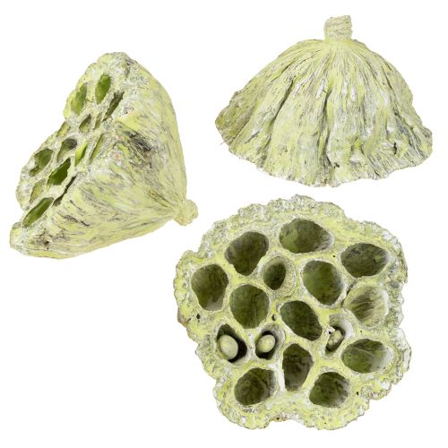Artikel Lotusfles mix groen gewassen Ø6cm - 10cm 50 st