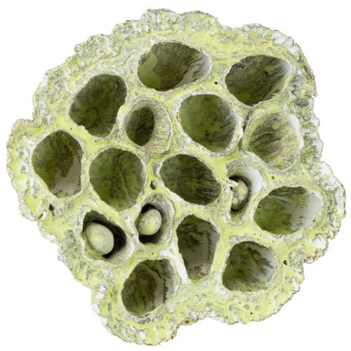 Artikel Lotusfles mix groen gewassen Ø6cm - 10cm 50 st