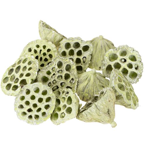 Artikel Lotusfles mix groen gewassen Ø6cm - 10cm 50 st