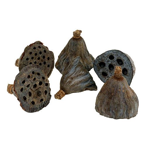 Artikel Lotusfles klein 100 stuks naturel