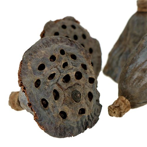 Artikel Lotusfles klein 100 stuks naturel