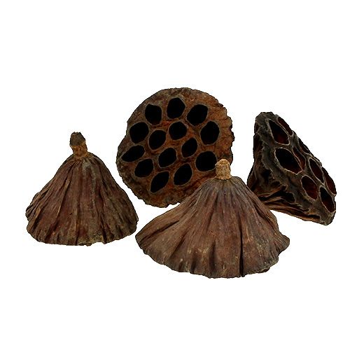 Floristik24 Lotusfles medium 100 stuks naturel